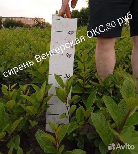 Кизильник,Дерен,Овсянница,Спиреи,Сирень,Жасмин