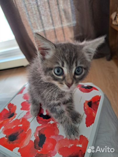 Милый котенок