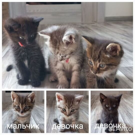 Котята в добрые руки