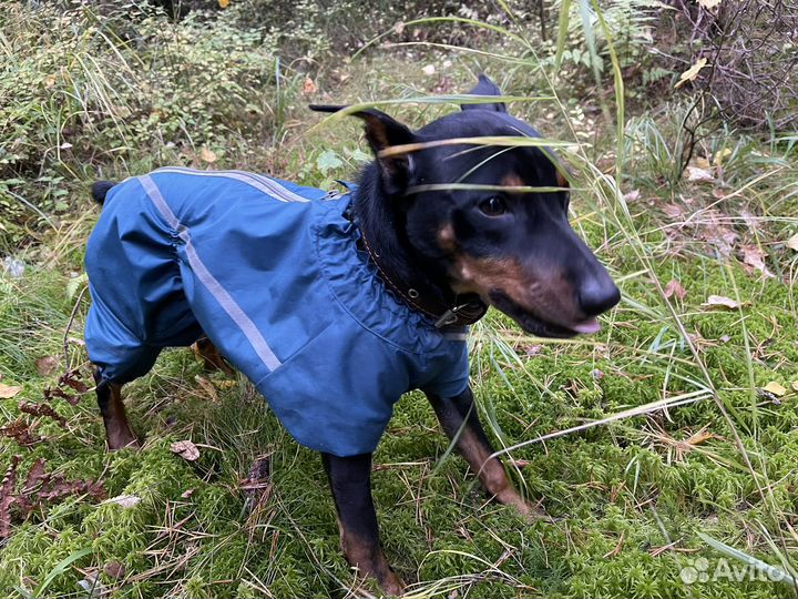 Одежда для собак