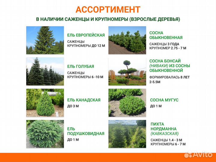 Лиственные деревья от производителя