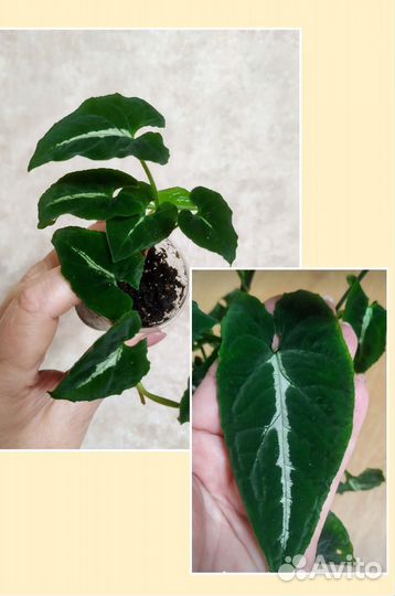 Пеперомия, сингониум