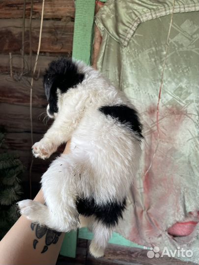 Щенки метисы