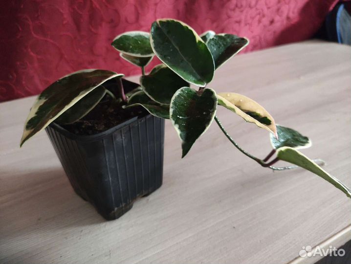 Хойя Кримсон квин и другие сорта