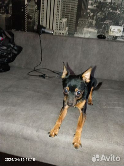 Мини той-терьер