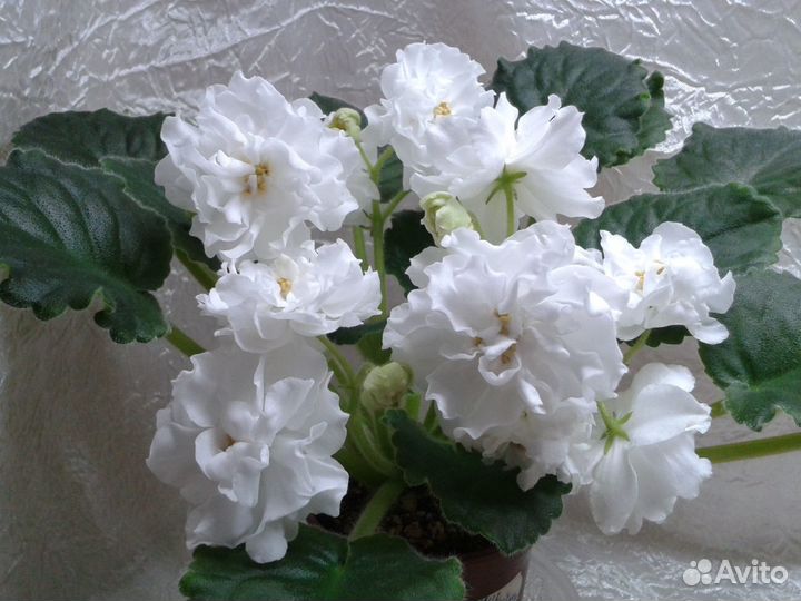 Фиалки (срез)стандарты,мини,полумини,трейлеры