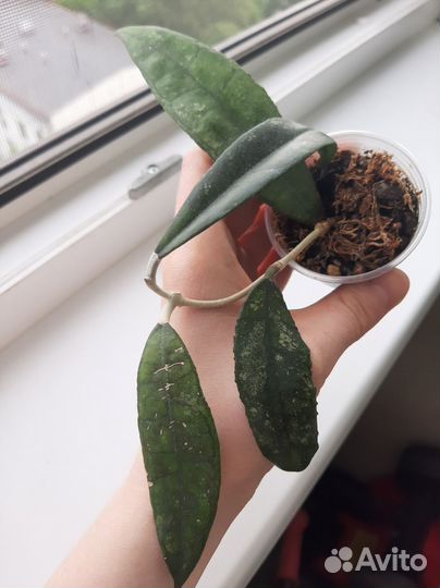 Хойя Финлейсона