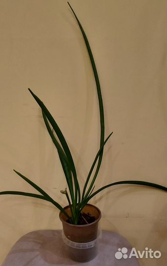 Сингониум Альба