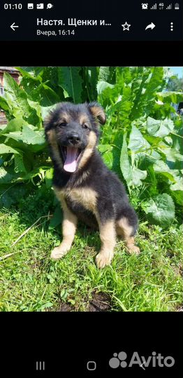 Собаки бесплатно в добрые руки щенки