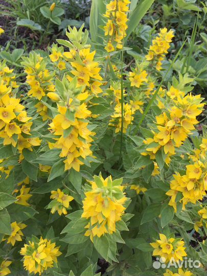 Многолетние раст:Вербейники,очитки