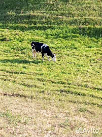 Продам корову