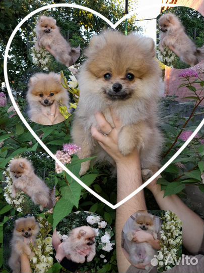 Померанский шпиц