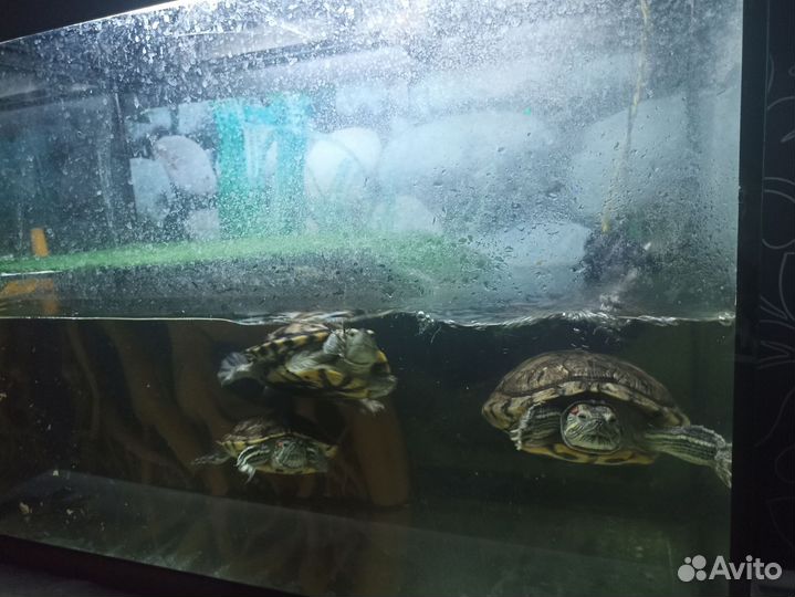 Террариум для черепах
