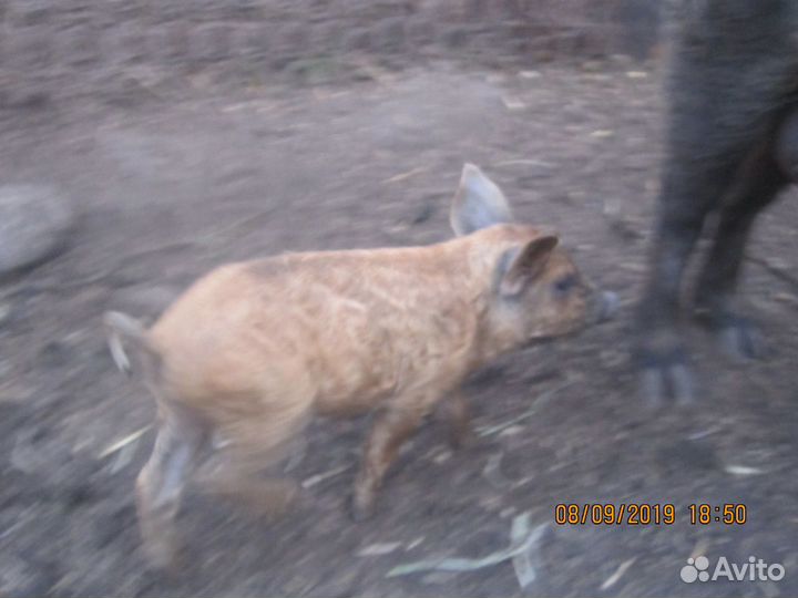 Дикий кабан поросята все породы хряки