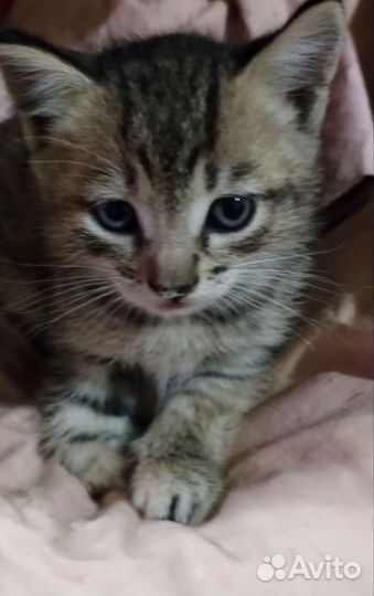 Кошка в дар