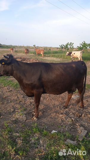 Корова дойная