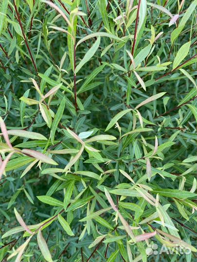 Ива шаровидная нана