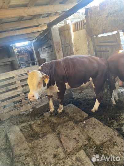 Быки на мясо живым весом