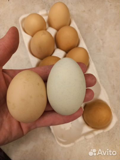 Домашние куриные яйца