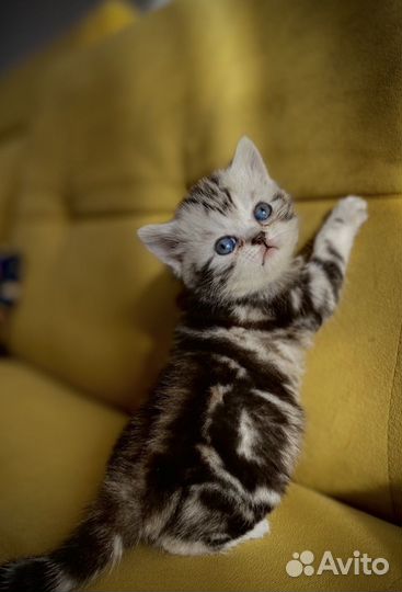 Шотландская