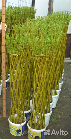 Плетеные деревья