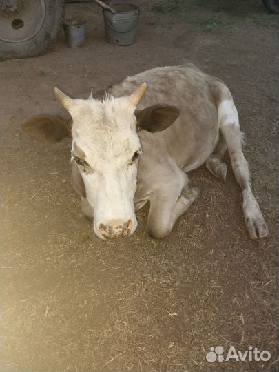 Сх животные