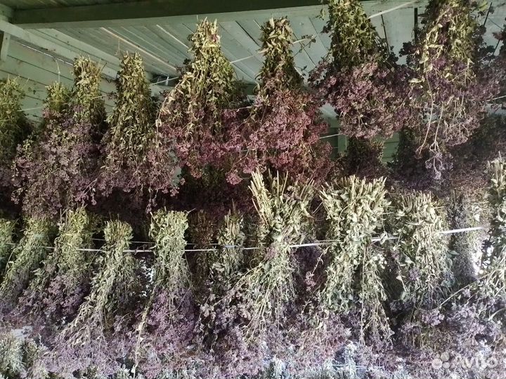 Душица сушеная