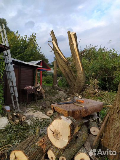 Спил деревьев