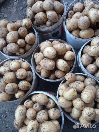 Кортофель местный. второй урожай коломба. галла