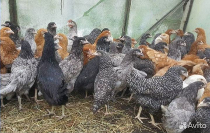 Куры молодки рыжие белые доминанты