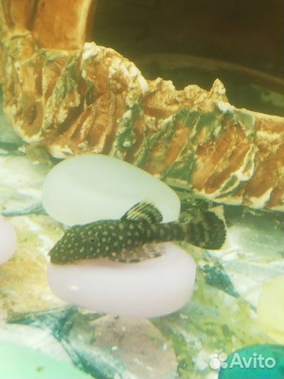 Аквариумные рыбки сомики и гуппи
