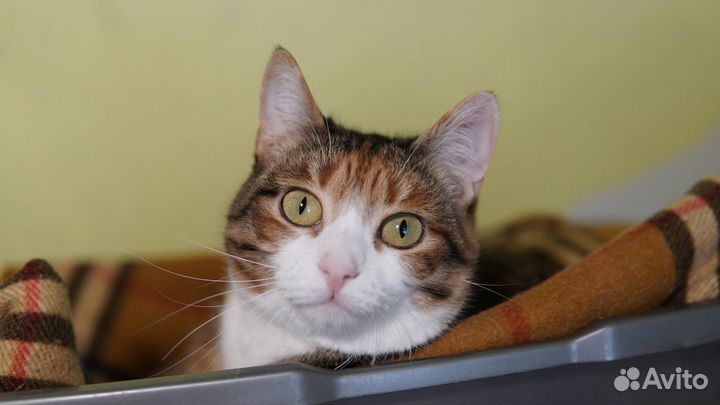 Кошка Хэппи