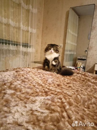 Отдам в добрые руки