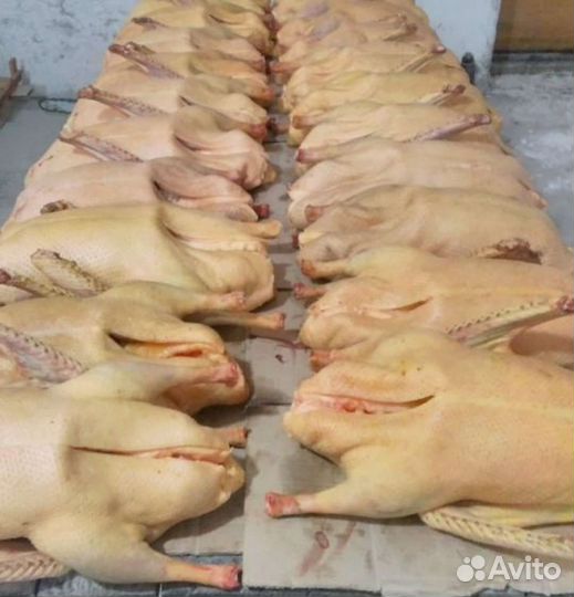 Тушки гуся оптом