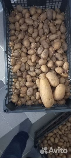 Семенной картофель