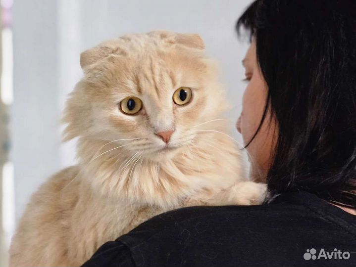 Кремовый котик, 11мес