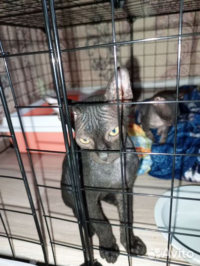 Продам сфинксов