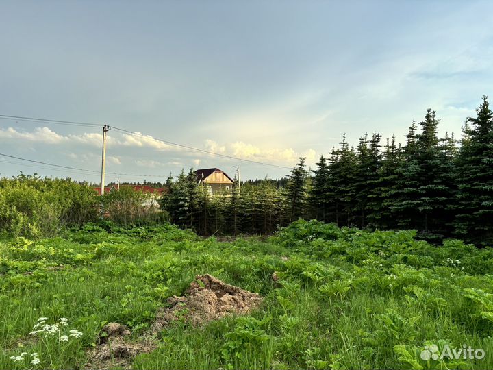 Сосна, ель, ель голубая