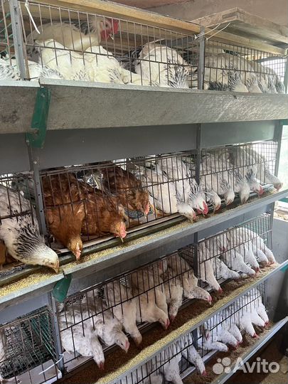 Молодые петушки