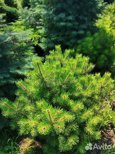 Сосна Джейн Клуис - Jane Kluis