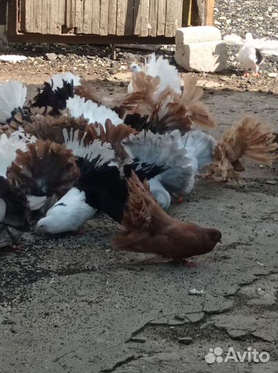 Продажа голубей