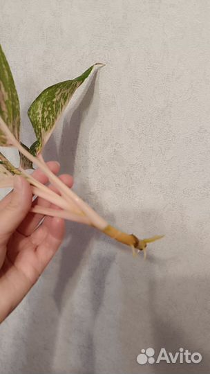 Аглаонема Сильвер белл