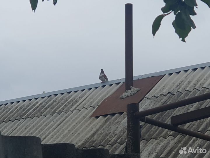 Голуби и кролики