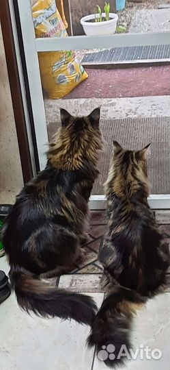 Котята Мейн-Кун