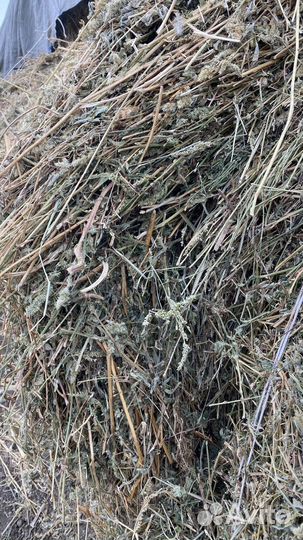 Сено люцерны в тюках