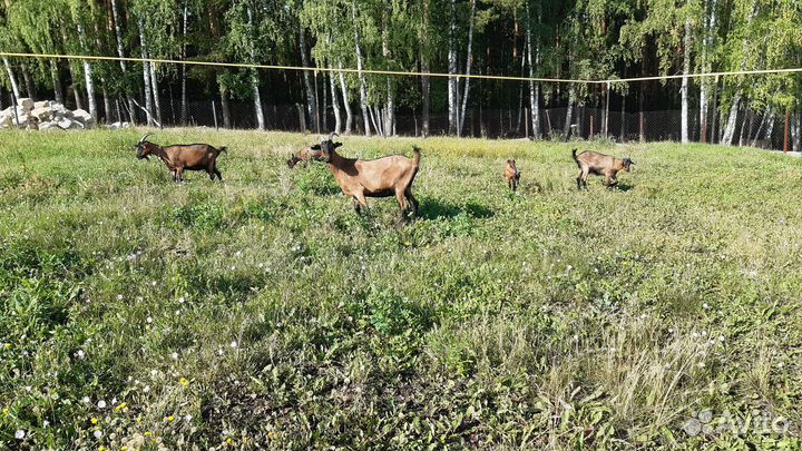 Чешские козочки