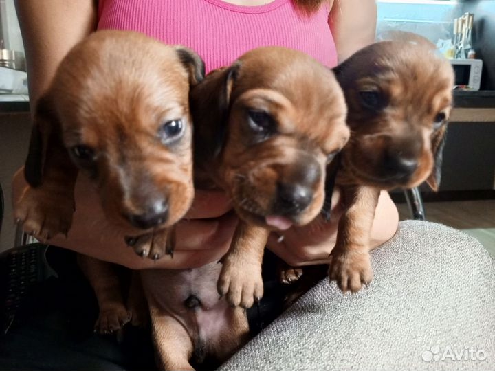 Карликовая такса щенки