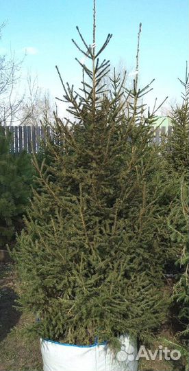 Сибирская ель экстра класс. Саженцы