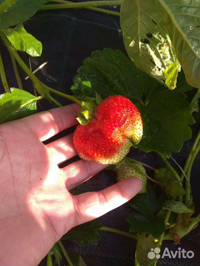 Усы Виктории