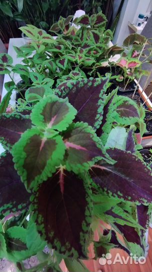 Сингониум, колеус, ахименесы